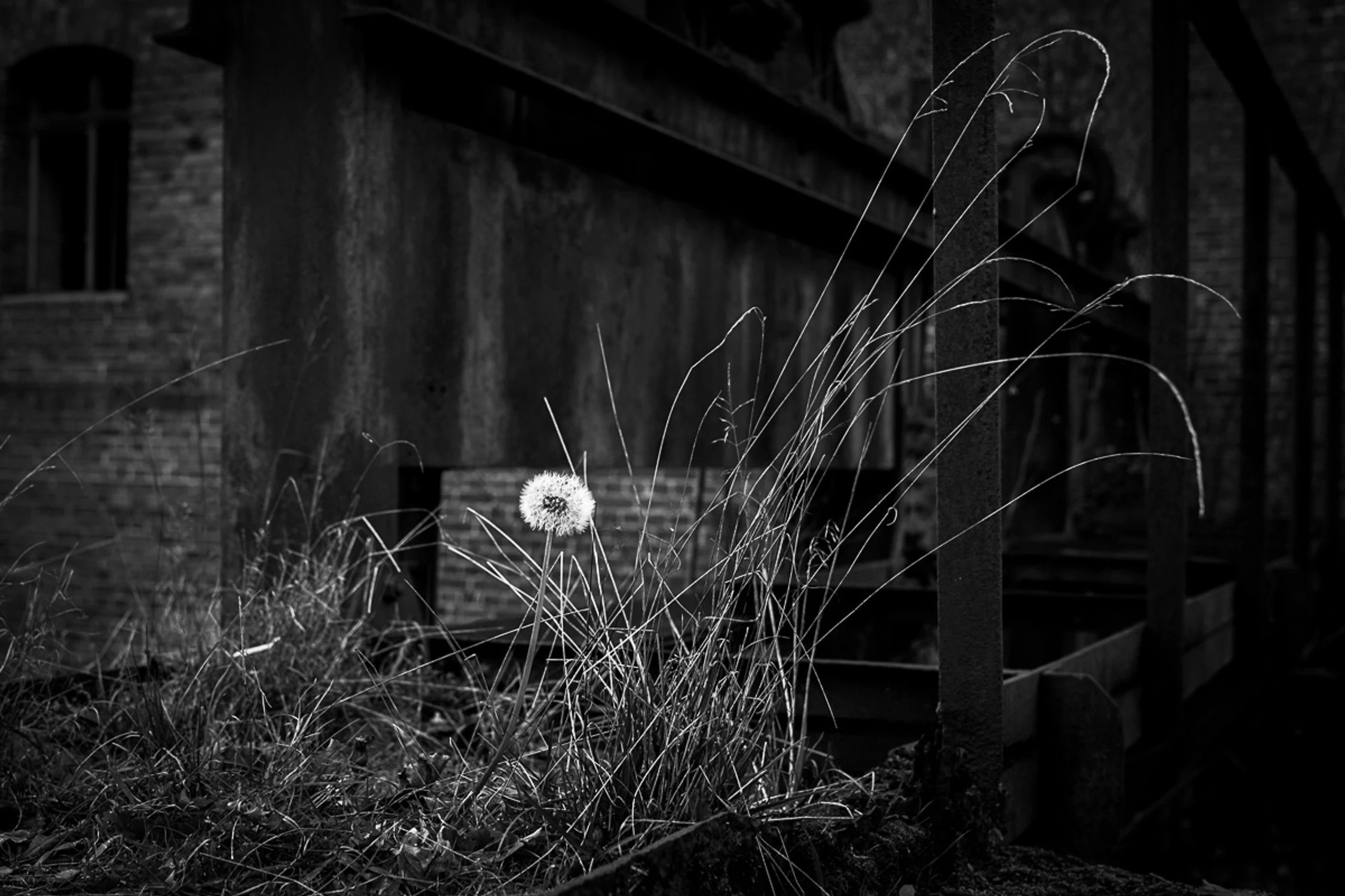 Listopadowy dmuchawiec