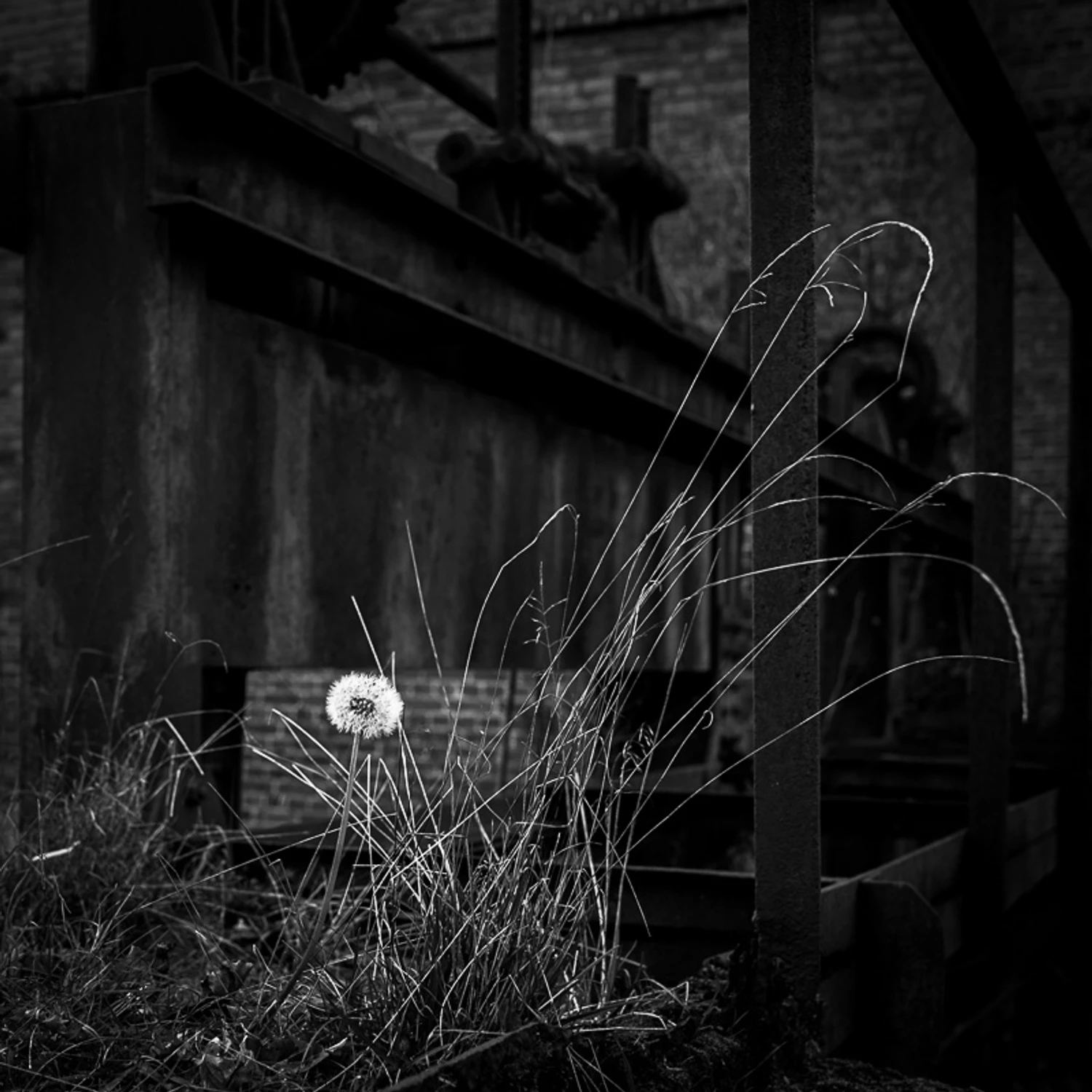 Listopadowy dmuchawiec_2