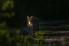 kż