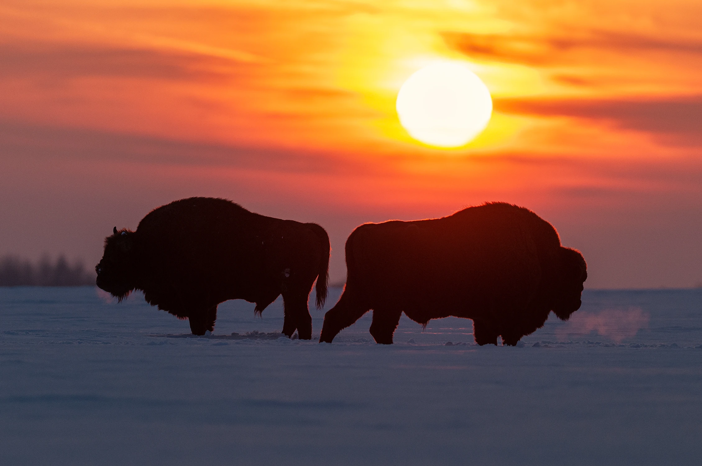 pojedynek w słońcu