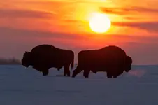 pojedynek w słońcu