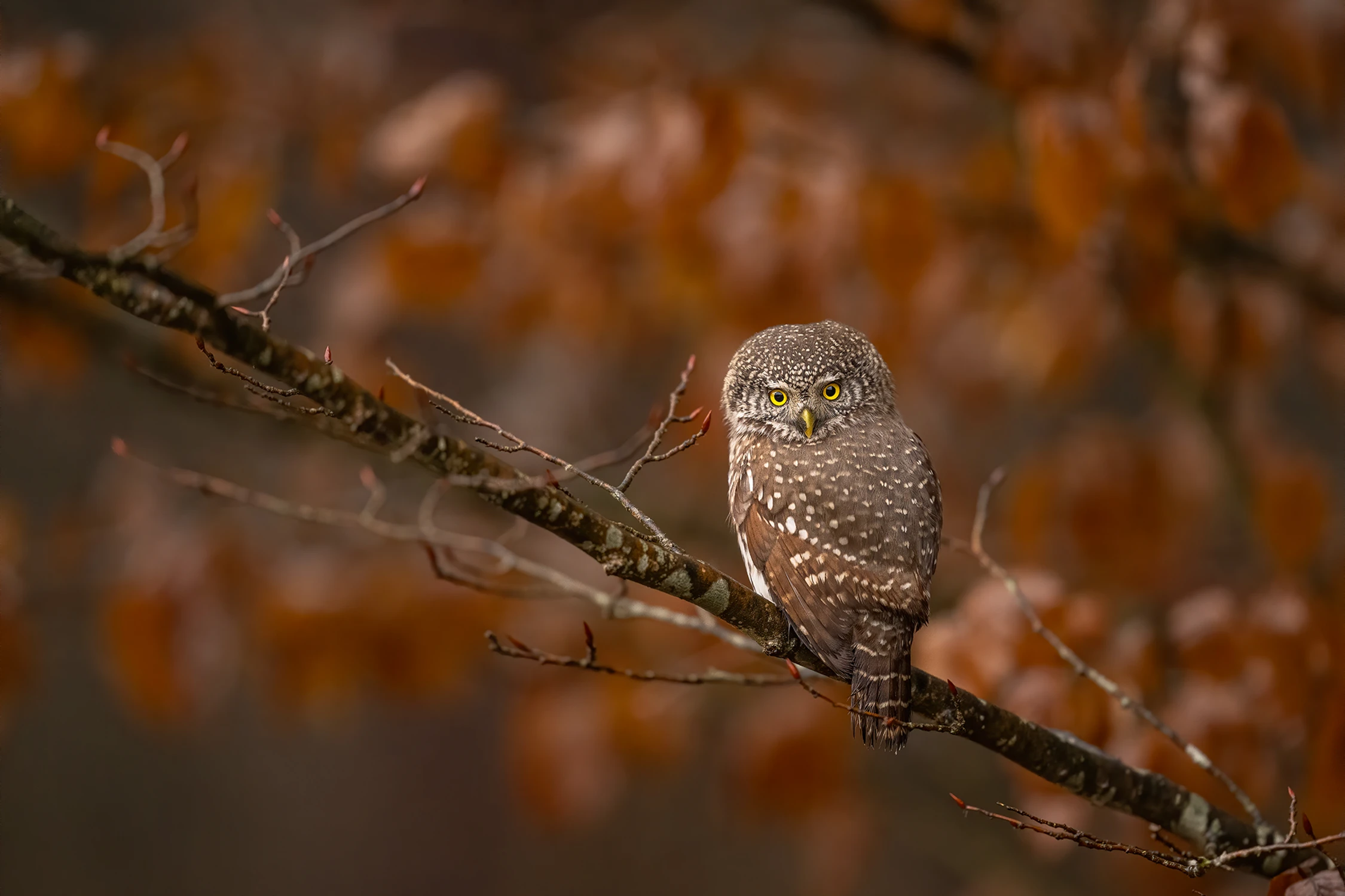 Wigilijne opowieści