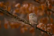 Wigilijne opowieści