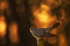 pan wieczorową porą