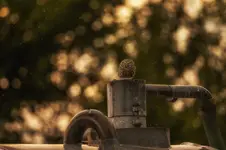bimbrownik na dużą skalę