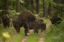 dominator