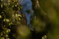 drzewa mają oczy...