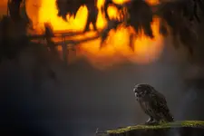 wyczekiwanie
