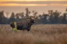 bukowiska czar