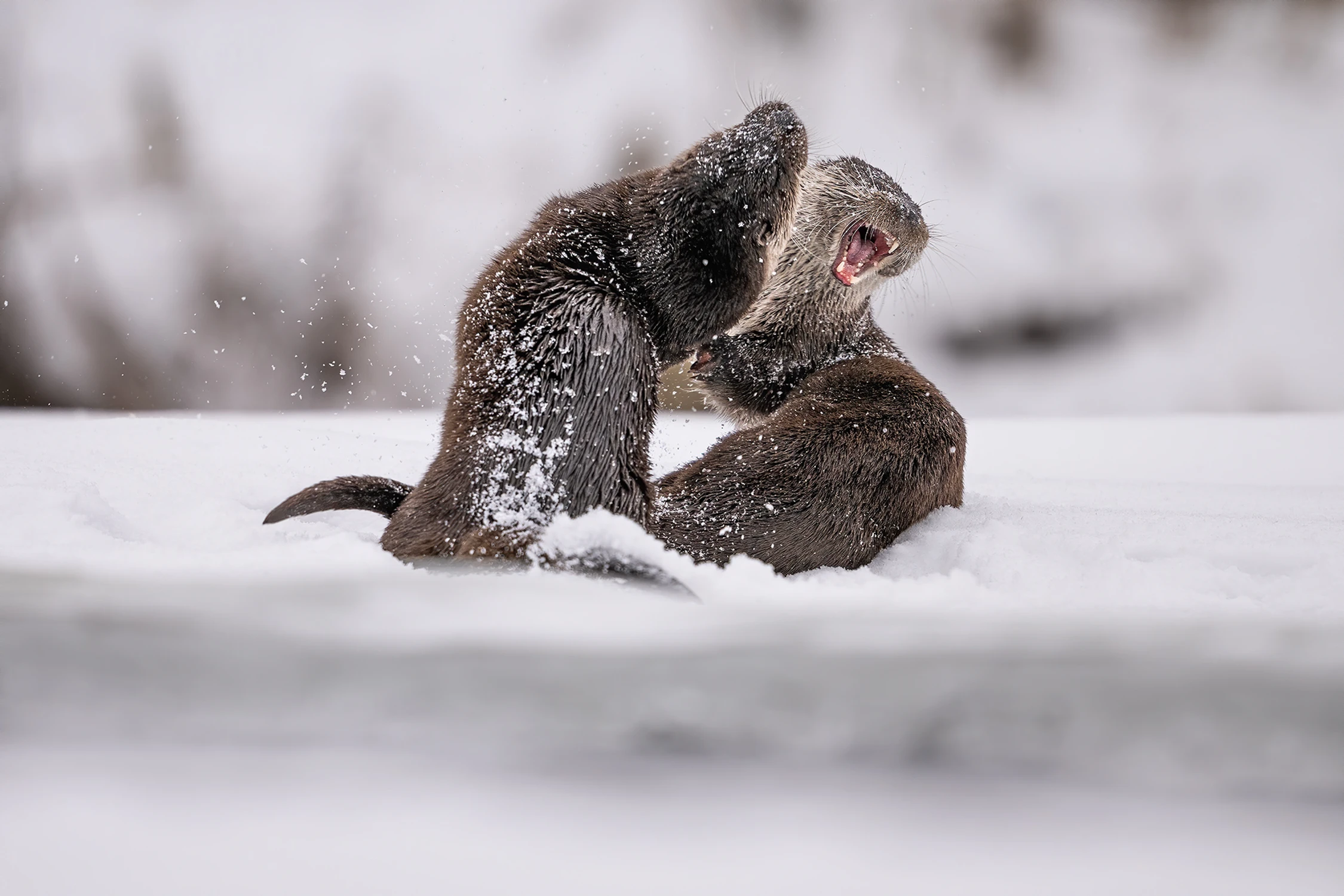 zakochani... inaczej.