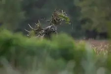 ryk króla bagien