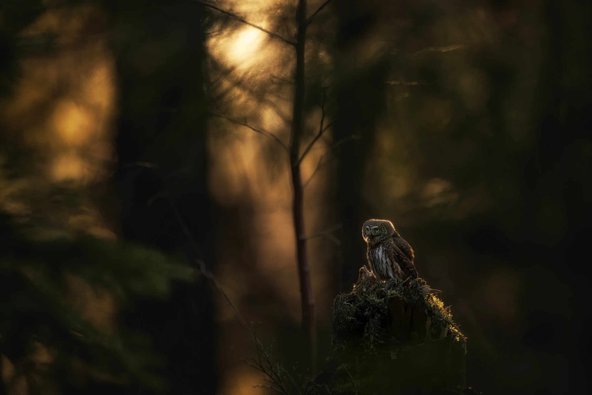 Leśne opowieści...
