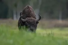król