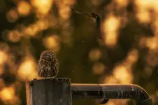 bimbrownik z obstawą 