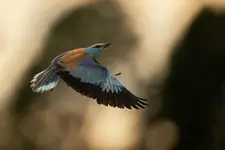 Kolorowy lot wolności 💙🧡