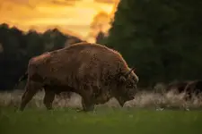 nadciąga