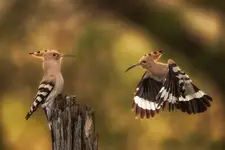 pan na palu
