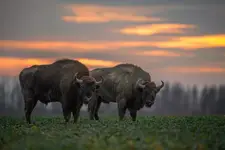 kiedy zapada mrok...wychodzą demony...