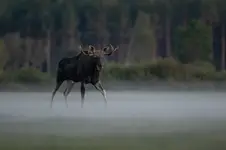 Jegomość...