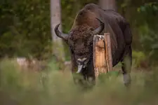 potęga