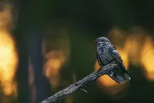 Niewidzialny w świetle