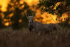 kawaler wieczorową porą