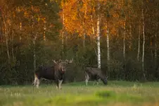 przystojniak