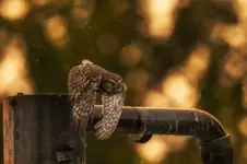 ucieczka