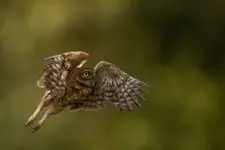 nietoperek