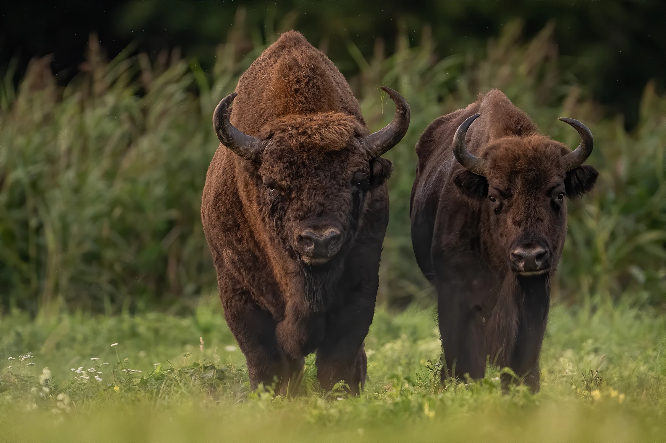 🦬 Dominator — kolejna odsłona.