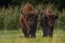 🦬 Dominator — kolejna odsłona.