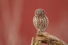 na czerwonym dywanie