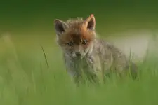 Łowca
