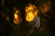 głęboko w puszczy