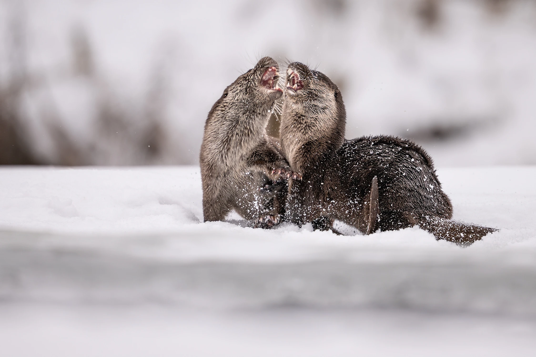 Epoka lodowcowa część I
