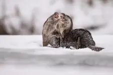 Epoka lodowcowa część I