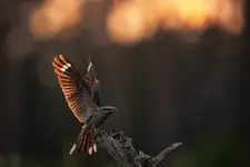 nocna zjawa