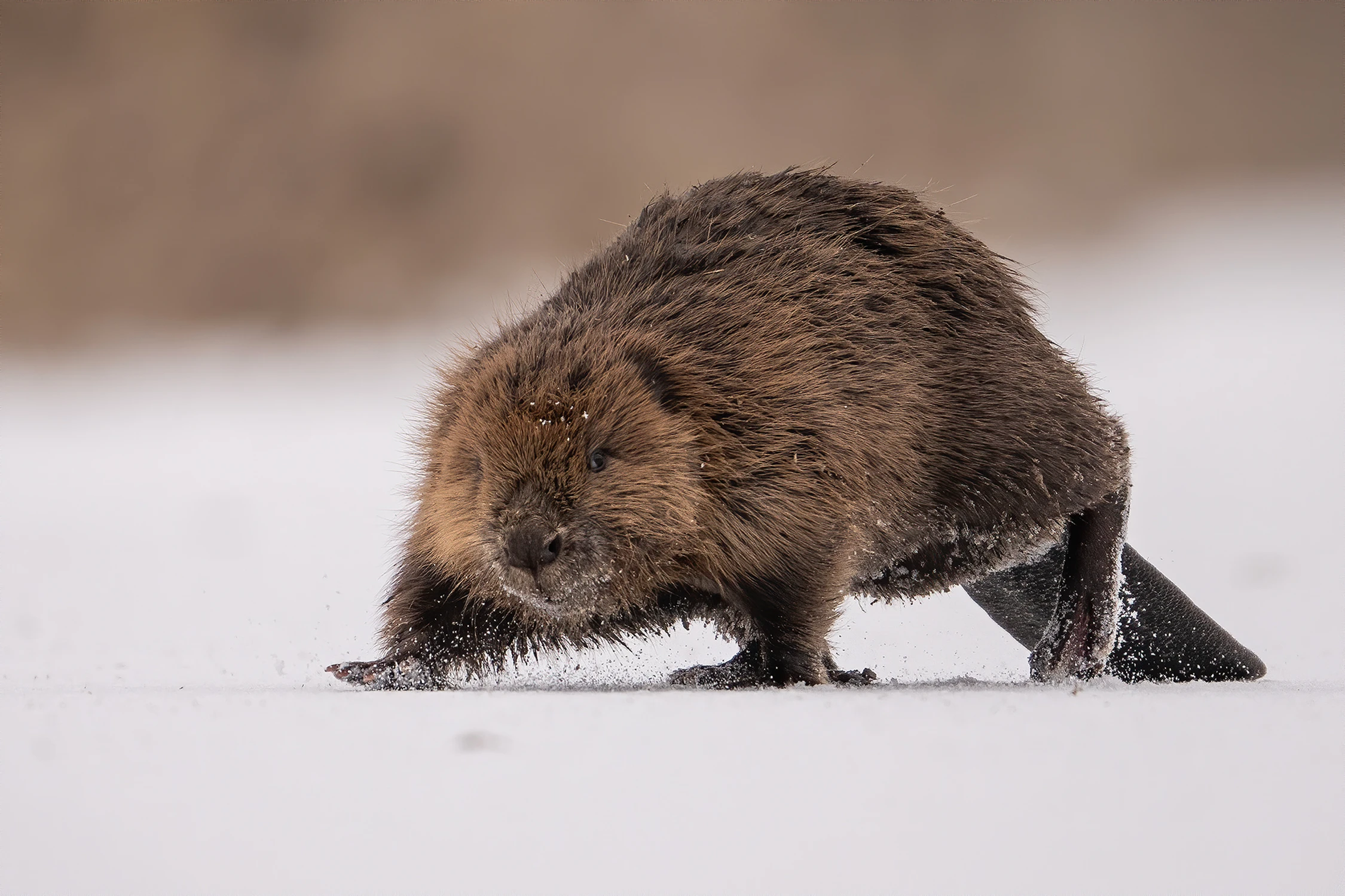 oko w oko z bobrem ;)