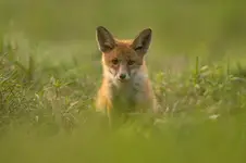 ciekawski