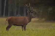 oczekiwanie