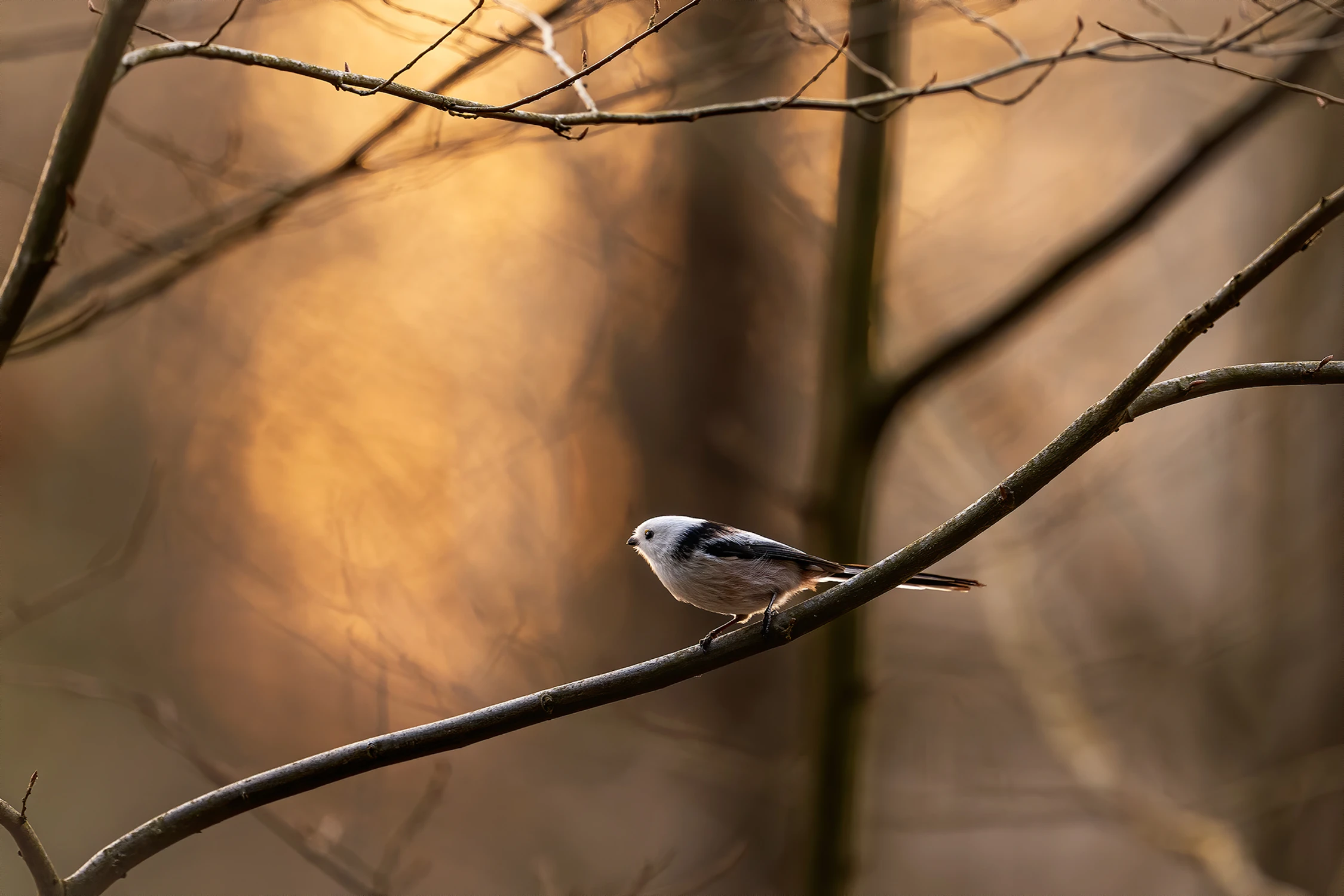 raniuszek wiczorową porą :