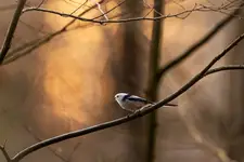 raniuszek wiczorową porą :