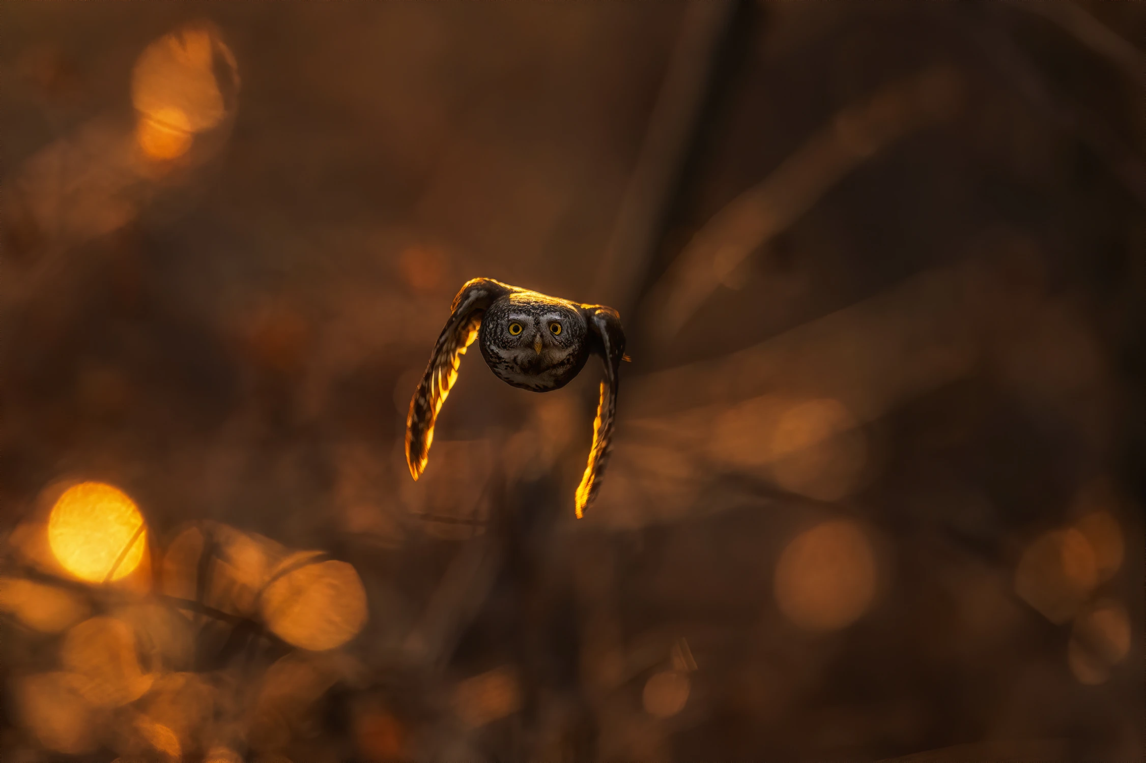 w stumilowym lesie...