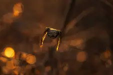 w stumilowym lesie...