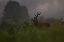 przedświt