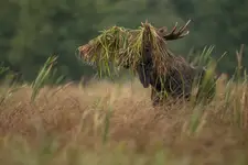 PREDATOR
