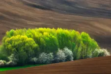 Morawskie rozkwitanie