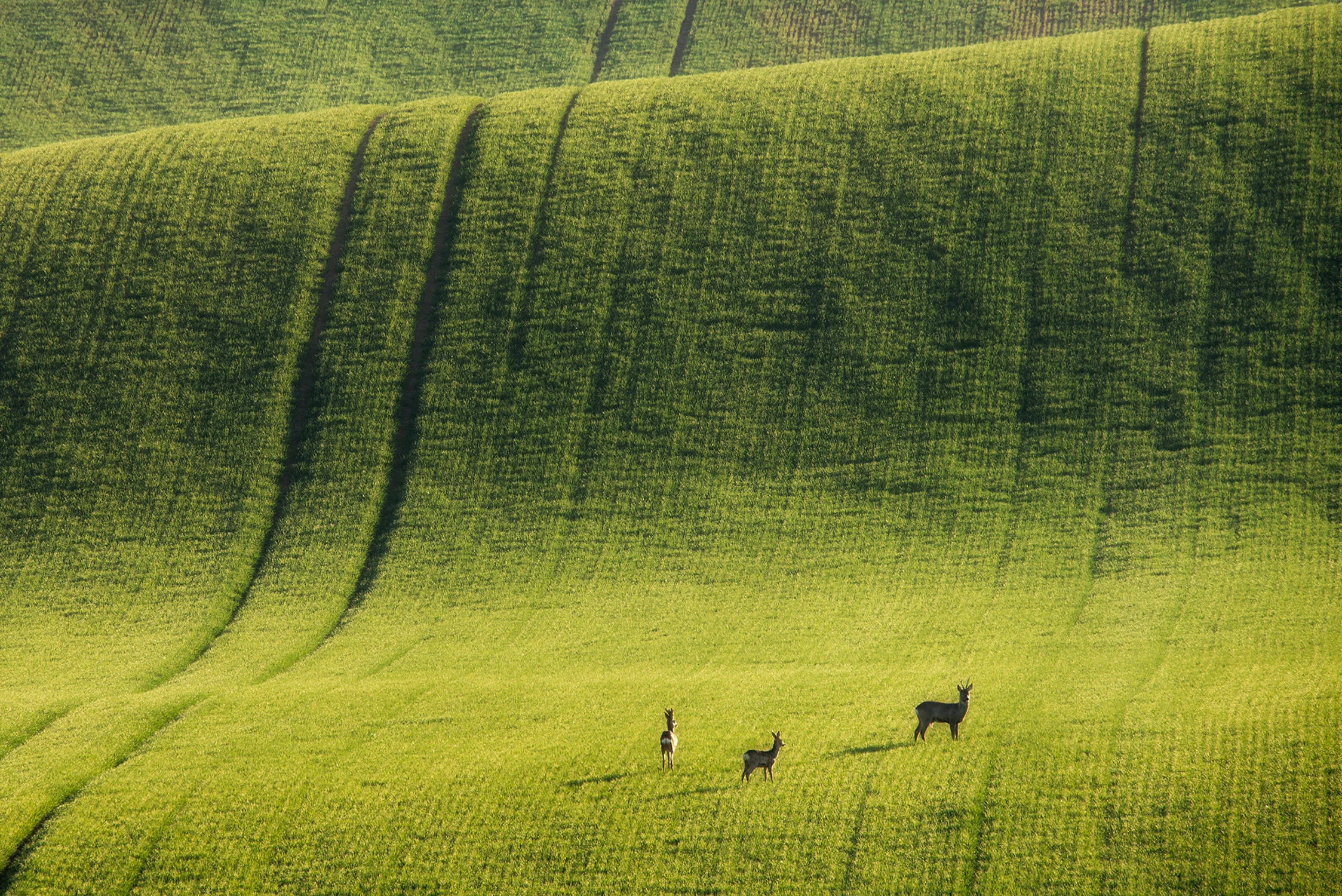 Sielanka na Morawach Południowych