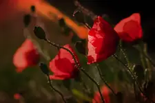 Witanie lata