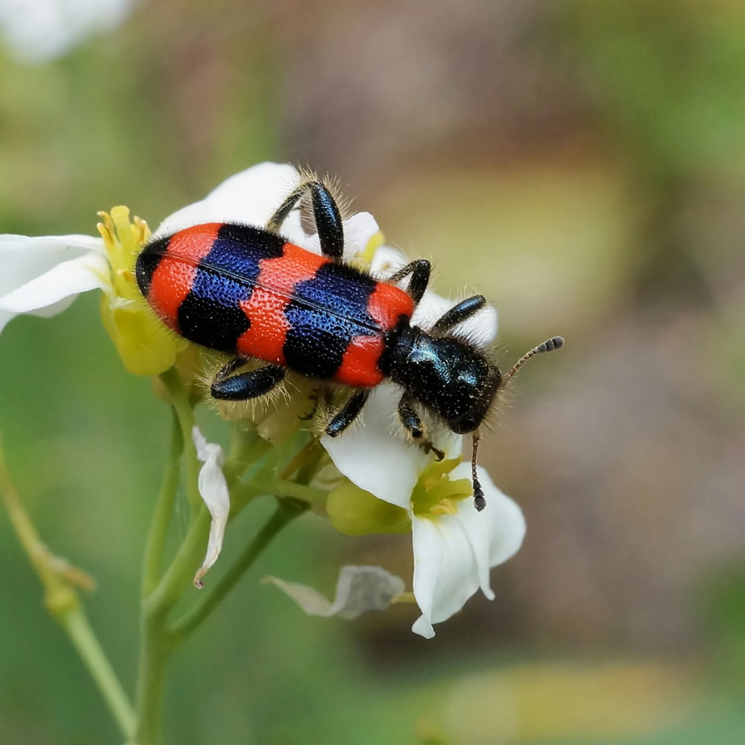 Barciel pszczołowiec